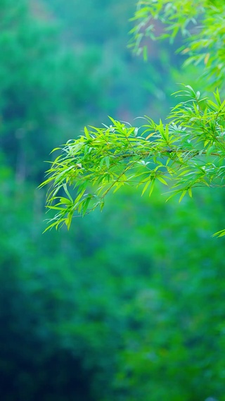 唯美绿竹超清