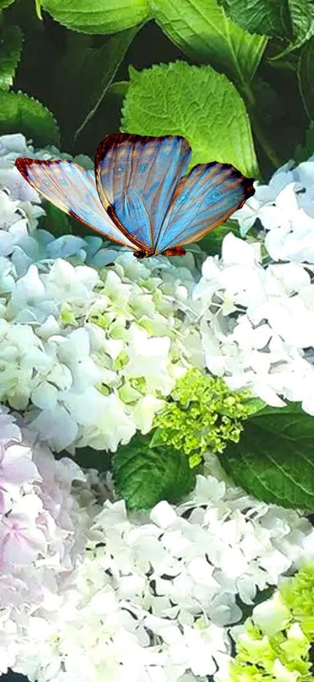 护眼小清新绣球花