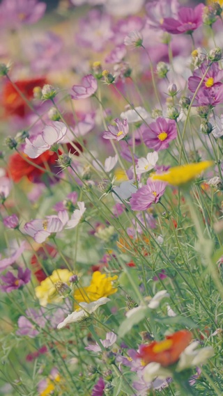 格桑花海