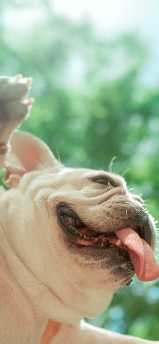 这就是飞翔的感觉