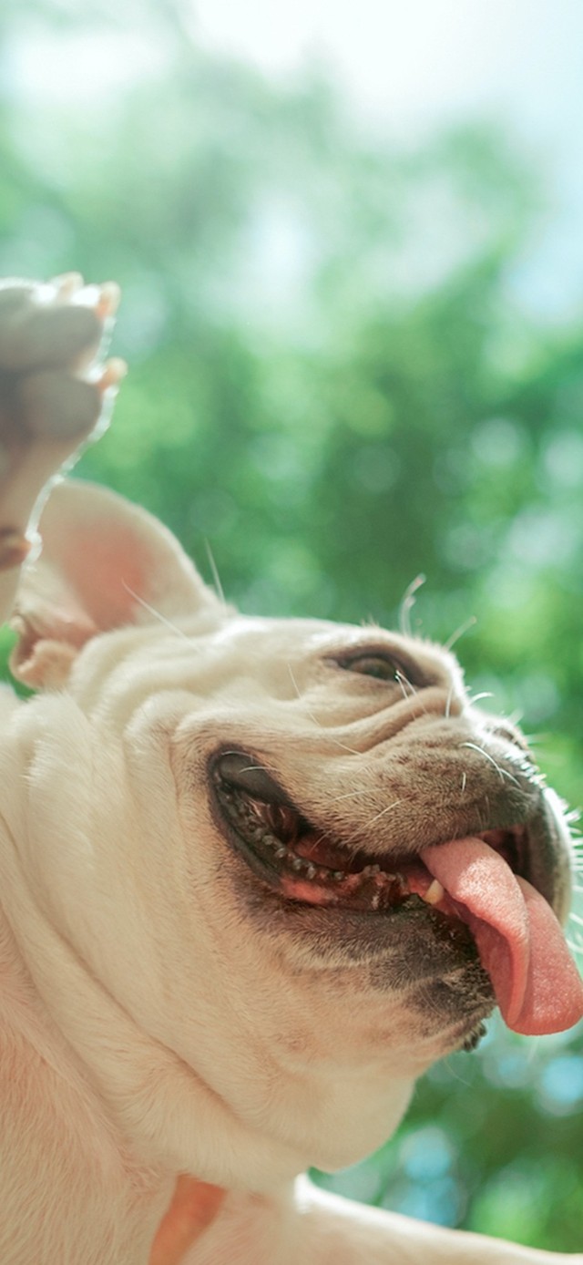 这就是飞翔的感觉