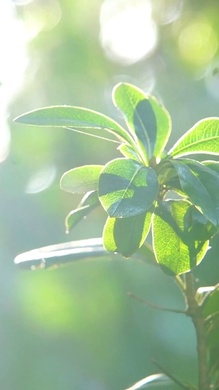 护眼绿色植物