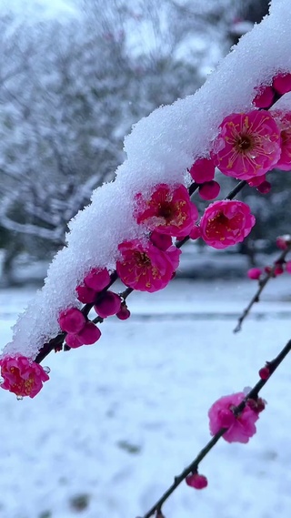 欺霜傲雪红梅艳