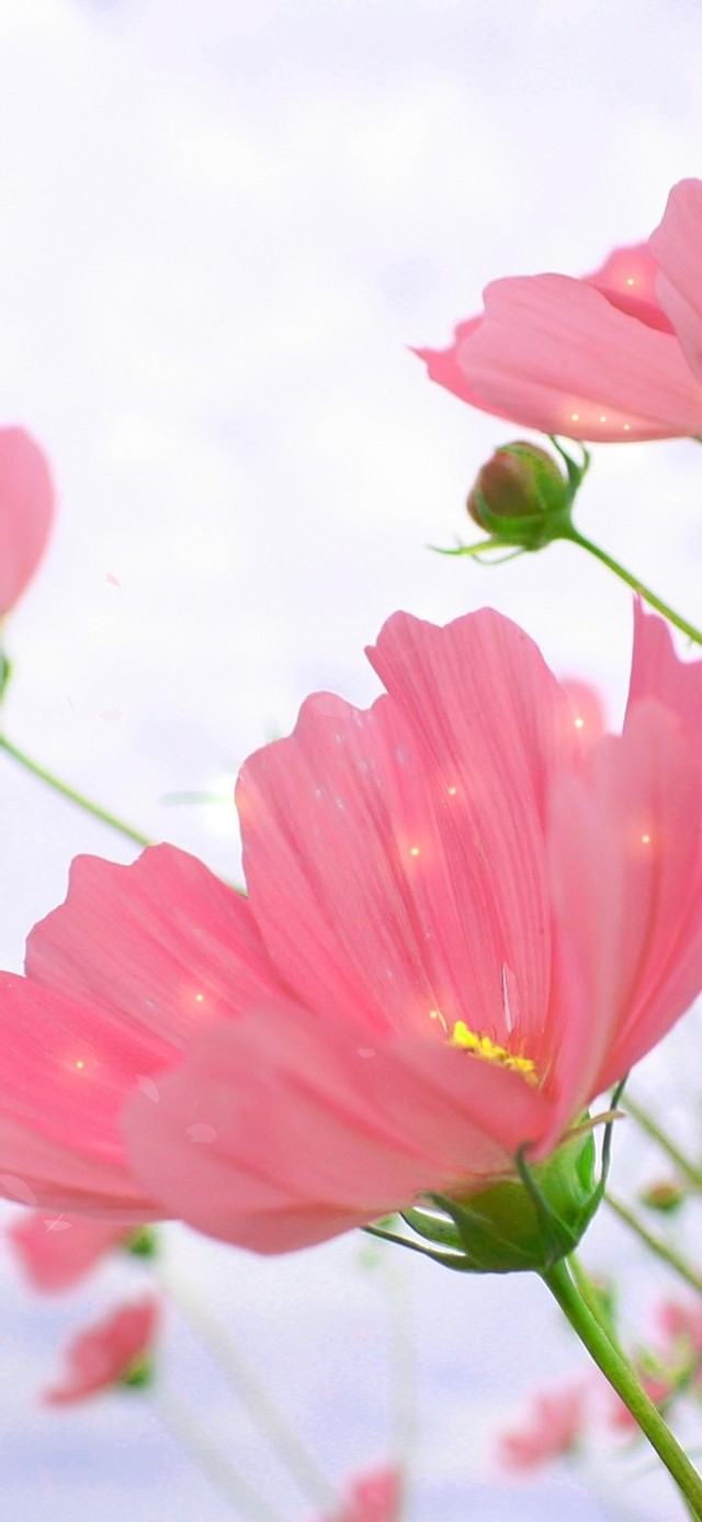 粉色治愈花朵系列6