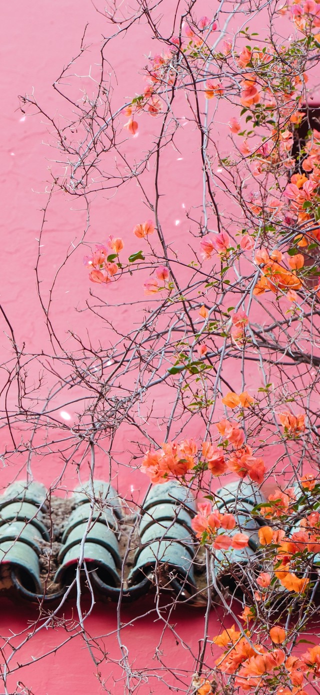 唯美爬山虎开花