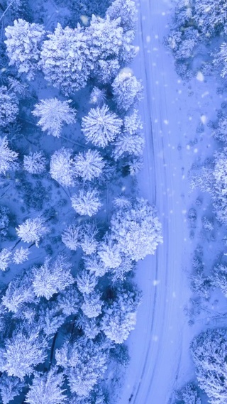 俯视森林，雪花飘飘