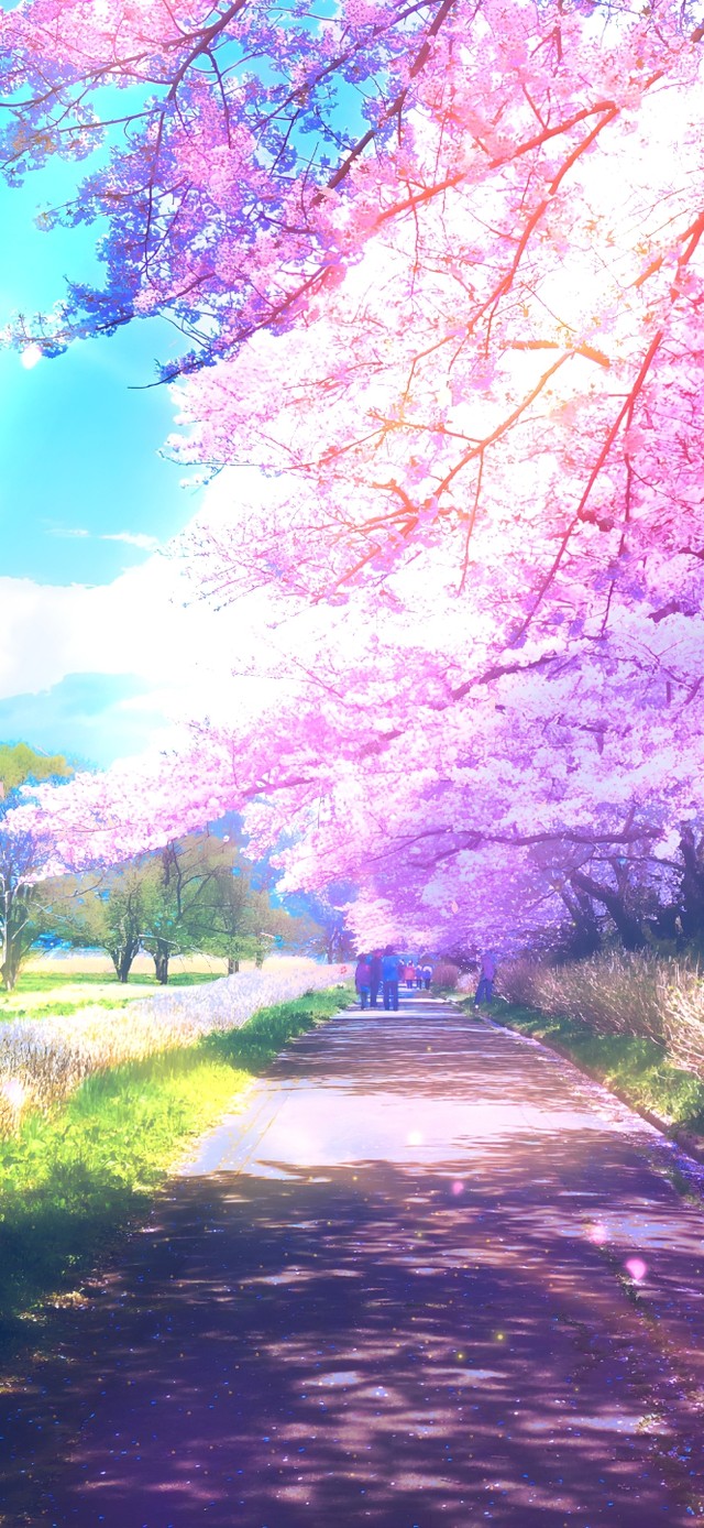 唯美治愈樱花小路