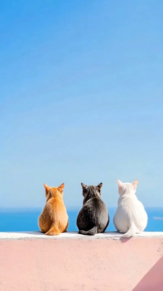 猫咪
