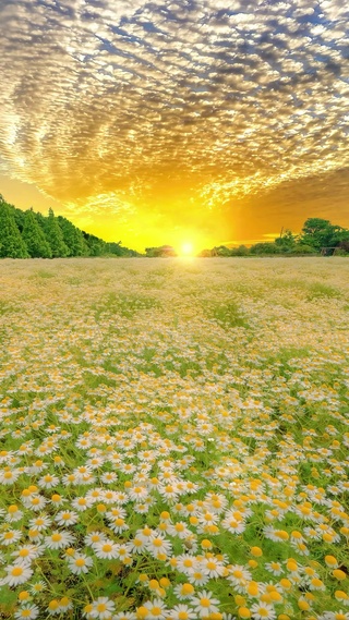 浪漫晚霞小雏菊