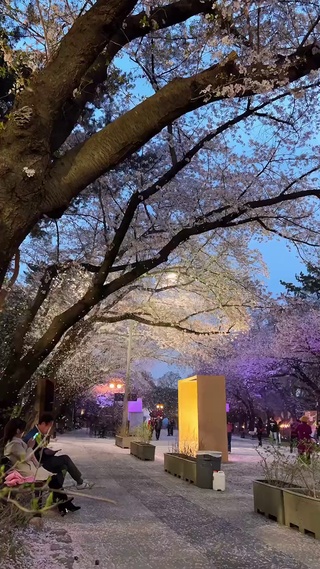 落樱冰纷