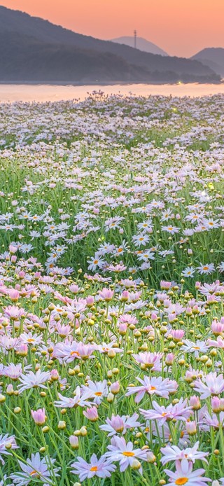 唯美夕阳下雏菊花海