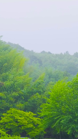 雨天山间竹林