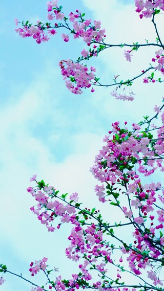 樱花蓝天