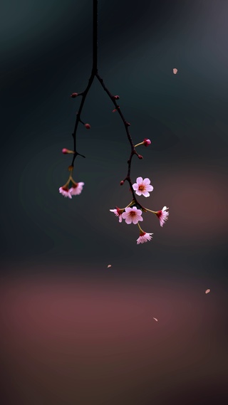 花枝

