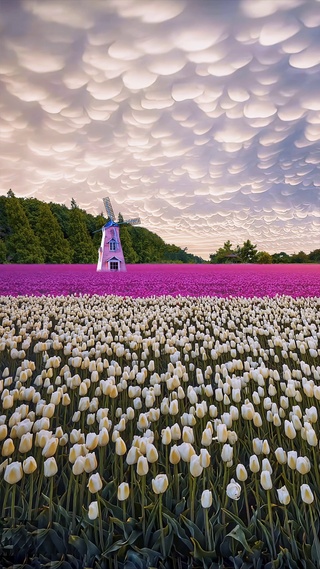 唯美郁金香花海