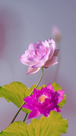 荷花19
