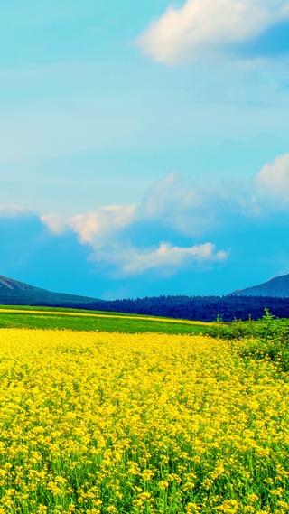 漫山遍野油菜花