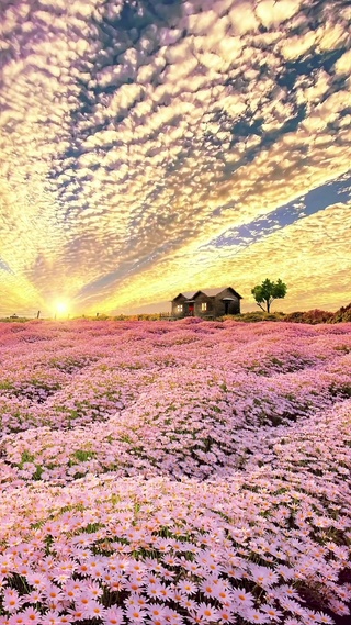 小雏菊花海