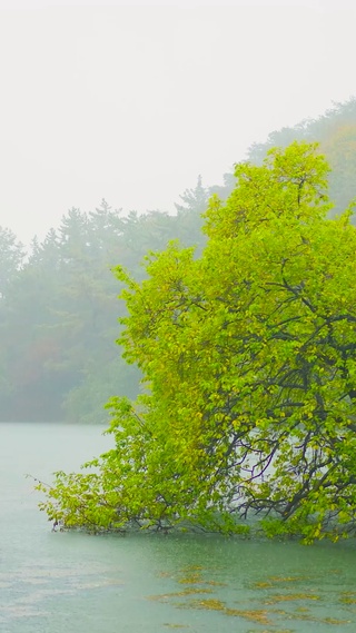 雨天的湖边绿树 