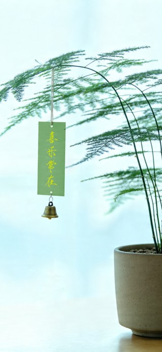 4K桌面文竹小盆栽 喜乐常在！