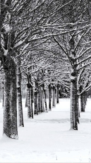 伤感雪树林