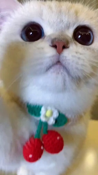 这样的猫咪谁不喜欢