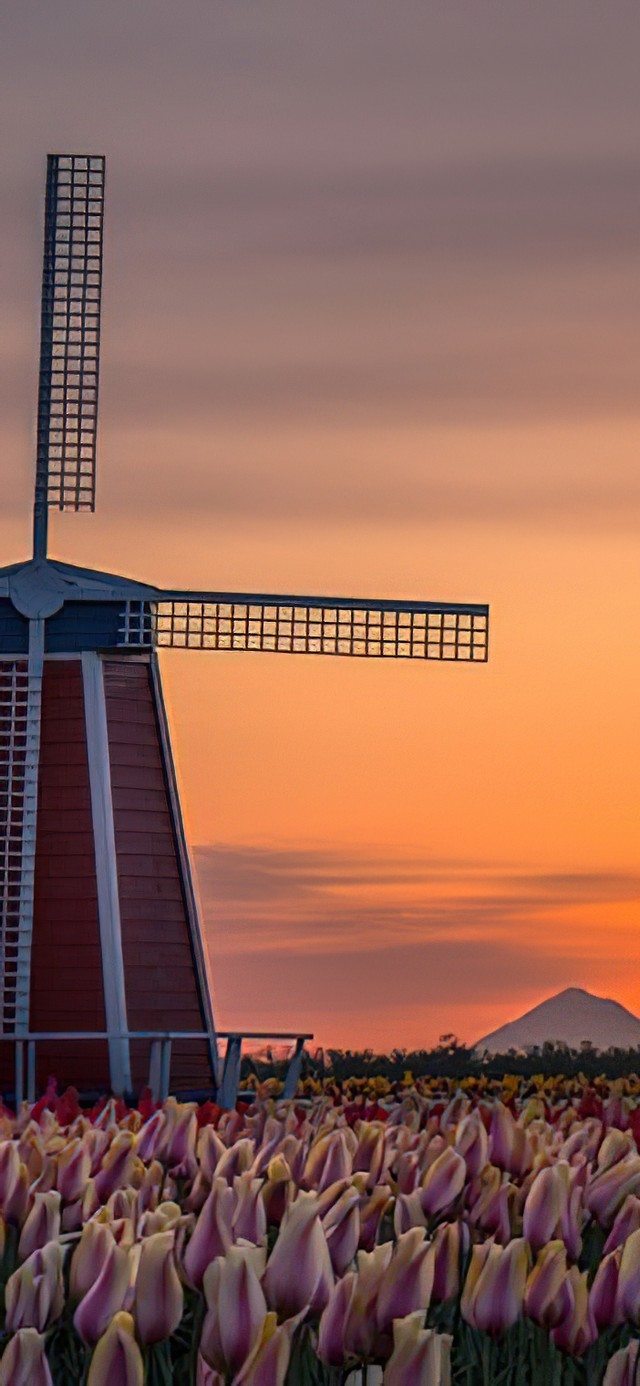夕阳 花海 风车 