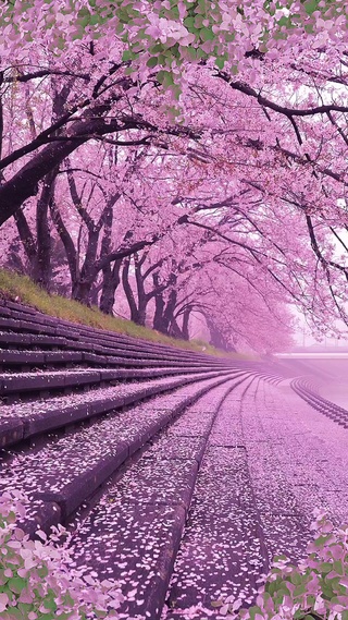 樱花