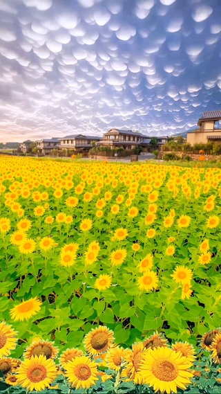 向日葵花海