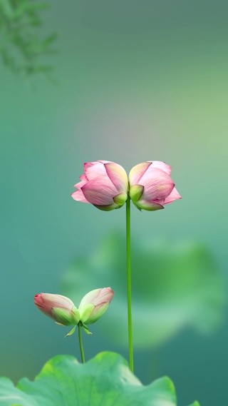 并蒂莲