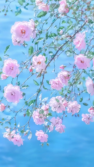 海边蔷薇