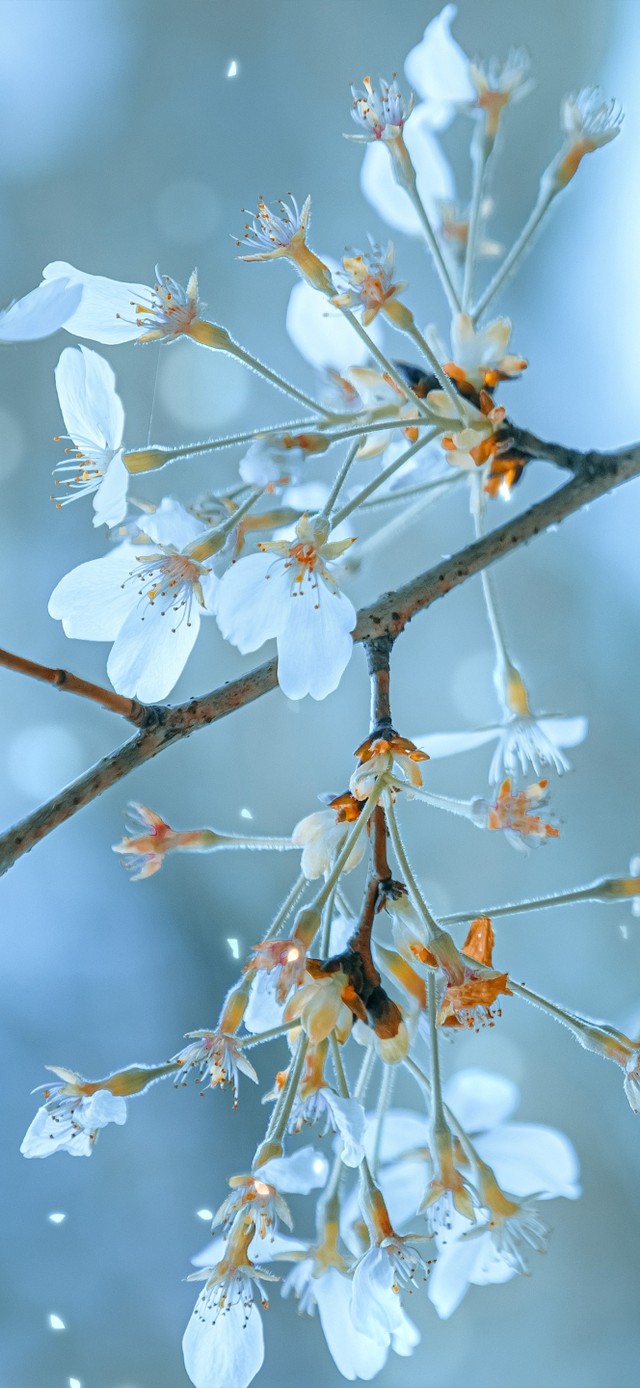 樱花如雪
