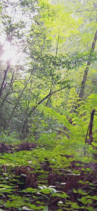阳光照射的唯美森林轨拍