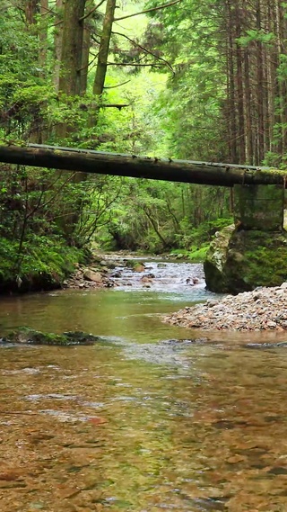 4K森林山涧小溪