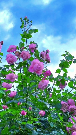 清风徐来 月季花开