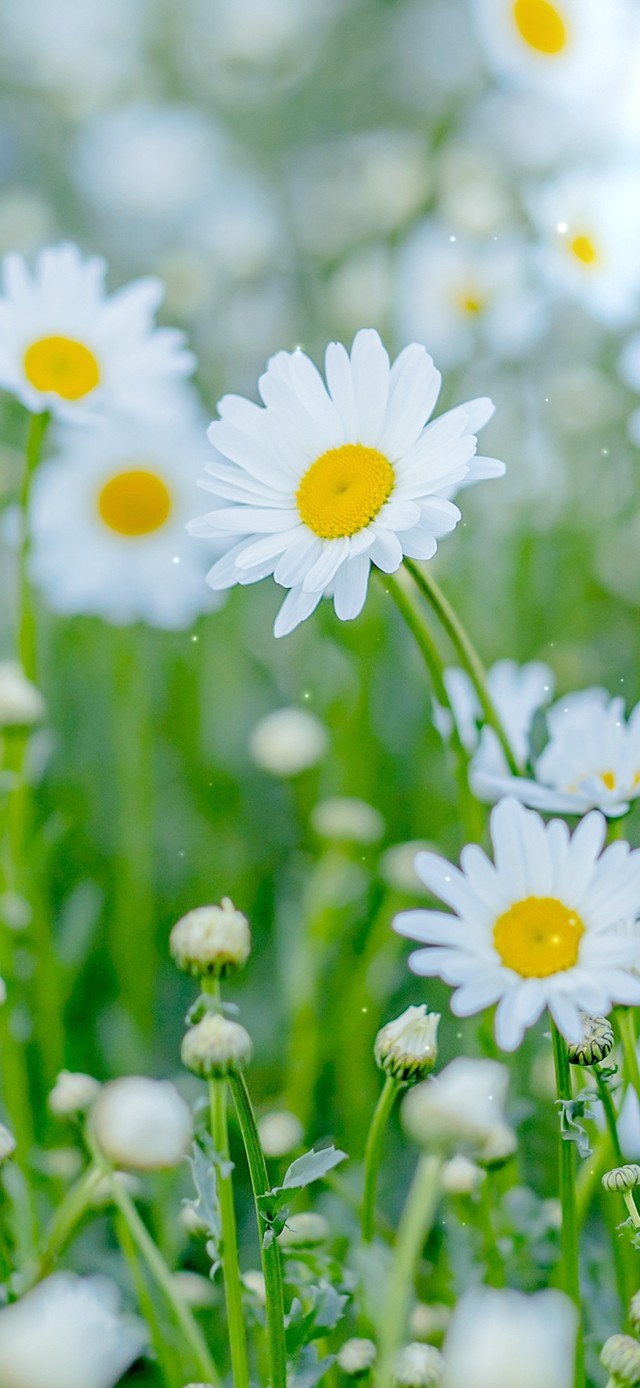 4K唯美清新小雏菊