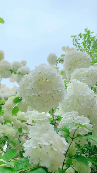 绣球花