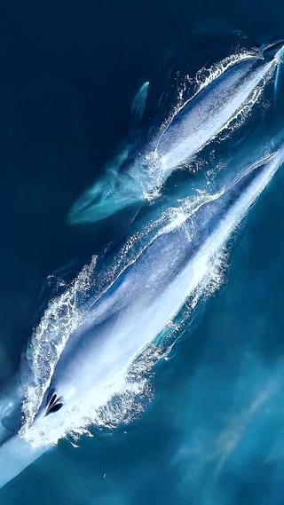 Mr.阿苗32-蓝鲸沉浮