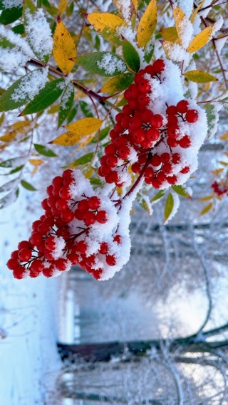 冬雪红果