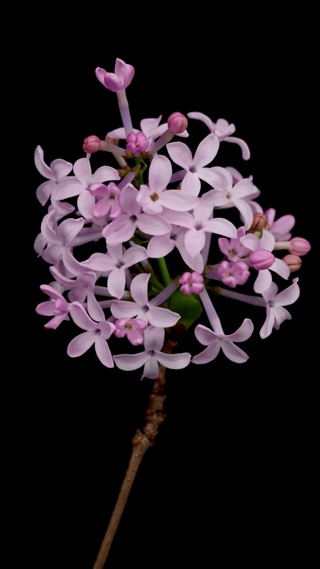 花开系列—丁香花