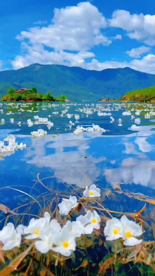 水上花瓣