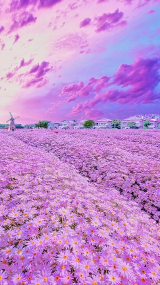 唯美雏菊花海