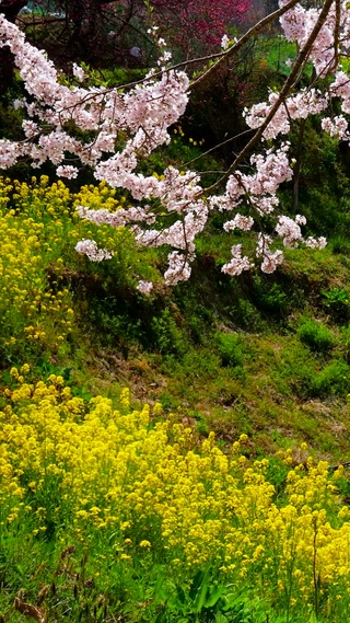 乡村樱花油菜花