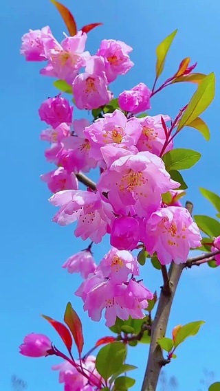 花都开好了