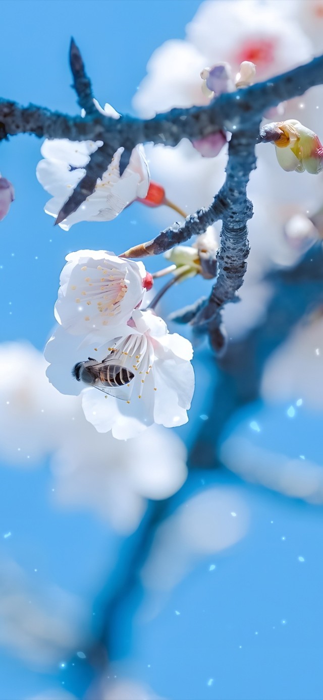 4K治愈唯美盛开的鲜花