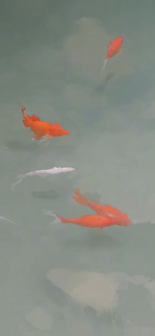 伊吹-锦鲤