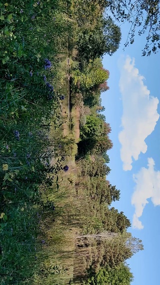 绿色自然护眼风景