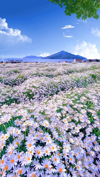 清新花海