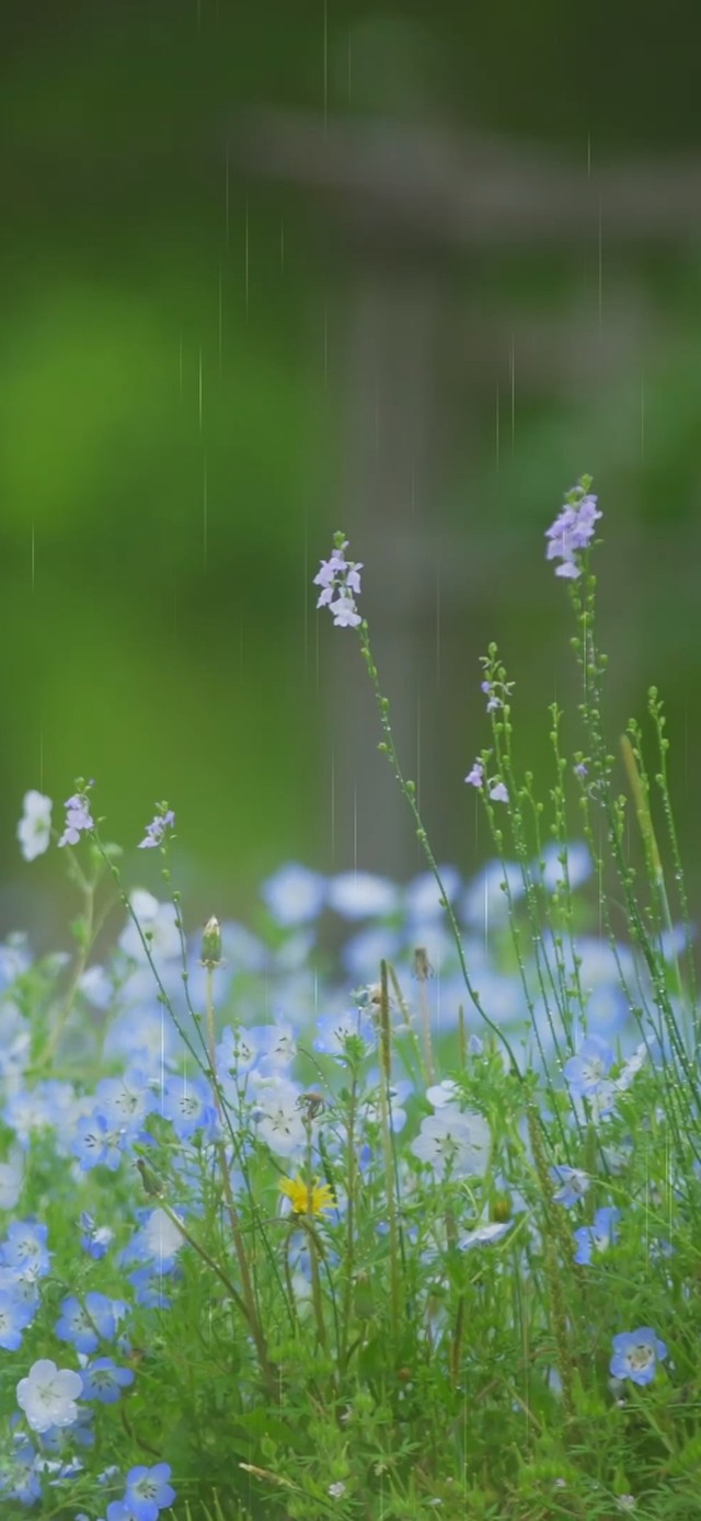 阴雨天·清新护眼