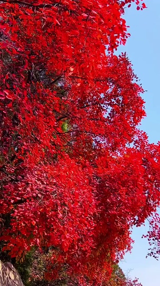 红叶最长情，一曲寄相思